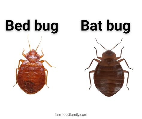 what bugs are similar to bed bugs